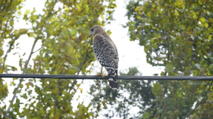 Hawk (red shouldered hawk)