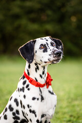 Dalmation dog with red collar outside portrait looking away from camera ears forward serious pose