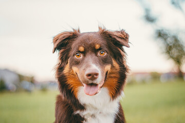 Australian shepherd red tricolor dog portrait outside looking off camera with tongue out happy puppy