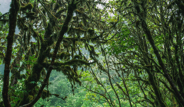 Rainforest