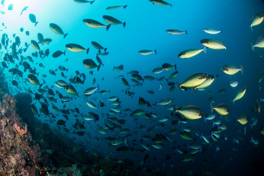 school of surgeonfish with reef