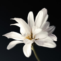 Fototapeta na wymiar white flower on black background