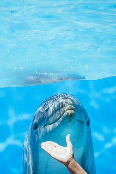 Person showing a dolphin