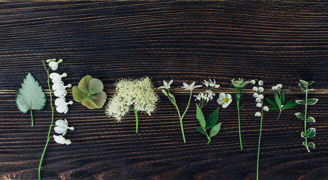 Various wild flowers arranged in a row