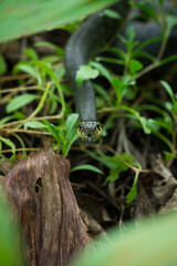 The grass snake (lat. Natrix natrix)