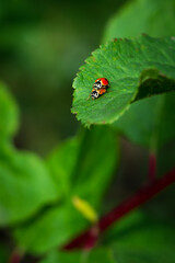 Fototapeta premium Mating asian ladybeetles (lat. Harmonia axyridis)