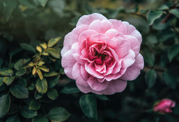Delicate flower of a autumn English tea rose in the garden