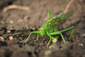 Green bush-cricket (female) laying eggs (lat. Tettigonia viridissima)