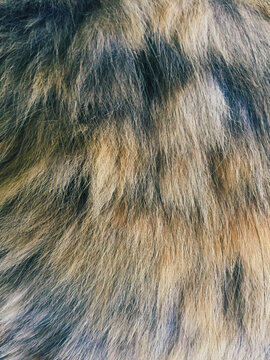 Close up of tortoiseshell cat fur