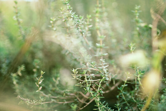 Thyme leaves background