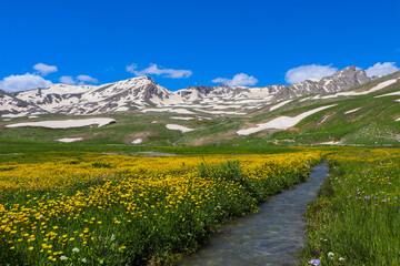 alpine meadow in summer
