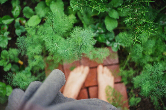 A woman stands amidst a garden full of herbs.