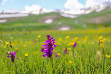 Obraz premium purple flowers in the garden