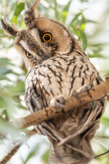 great horned owl