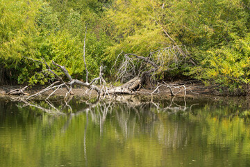 lake in the forest