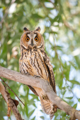 great horned owl