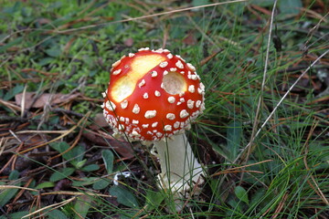 Small red amanita with white dots in the grass