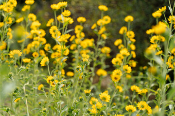 yellow dandelions in the field