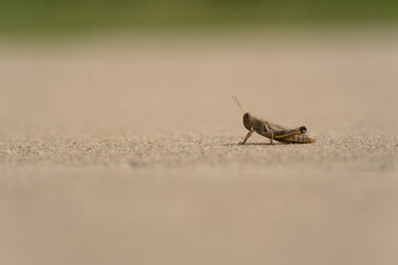 A grasshopper on a concrete path in a city Texas park on a sunny September day
