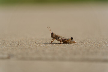 A grasshopper on a concrete path in a city Texas park on a sunny September day
