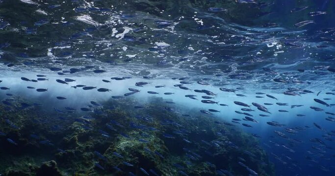  fish school underwater around the rocks sun beam sunrays blue water ocean scenery 