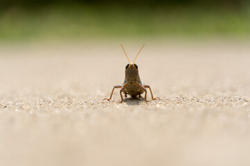 A grasshopper on a concrete path in a city Texas park on a sunny September day