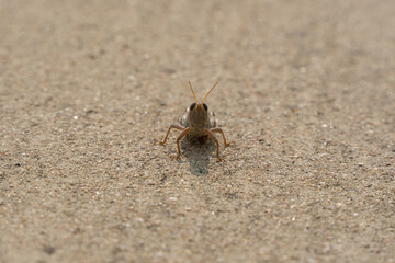 A grasshopper on a concrete path in a city Texas park on a sunny September day