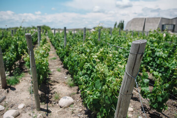 Fototapeta na wymiar vineyard post in winery
