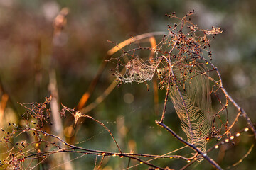 Spider web in the grass, morning