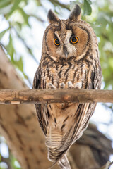 great horned owl on a branch