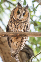 great horned owl