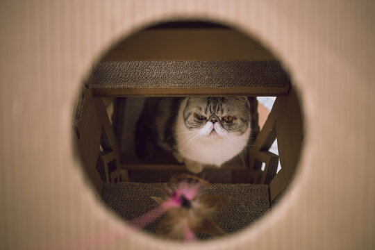 cat in the room
