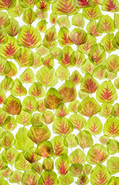 Red Chinese spinach