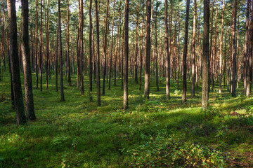 młody las sosnowy w okolicy Szczawina i Swędowa