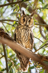 owl on branch