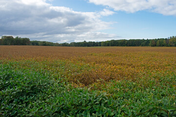 Fototapeta na wymiar Field with Fall colors in Old Bridge New Jersey in early Autumn