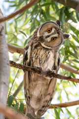 great horned owl