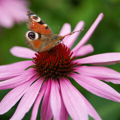 Peacock butterfly 
