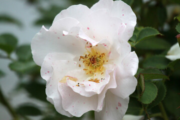 Obraz premium Colorful flowers from the summer garden, including roses, violas, and lilacs in pink, purple, white, and peach.