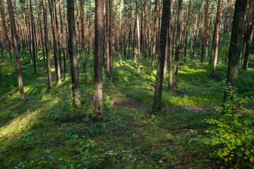 ścieżka przez las sosnowy