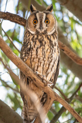great horned owl