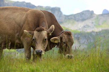 Schweizer Braunvieh auf der Almweide