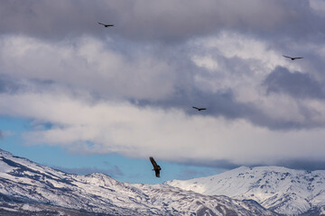 Scene view of an Andean condor (Vultur gryphus) flying against snowcapped mountain
