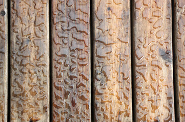 Beaded water droplets on a wooden deck boards