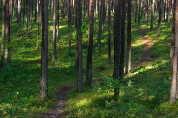 Fototapeta na wymiar ścieżka przez las sosnowy