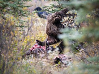 Grizzly bear in the wild