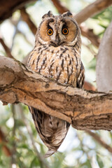 great horned owl on branch