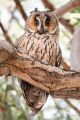 great horned owl on branch