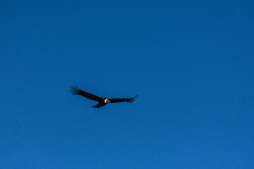 Low angle view of andean condor (vultur gryphus) flying against blue sky