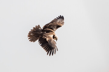 eagle in flight